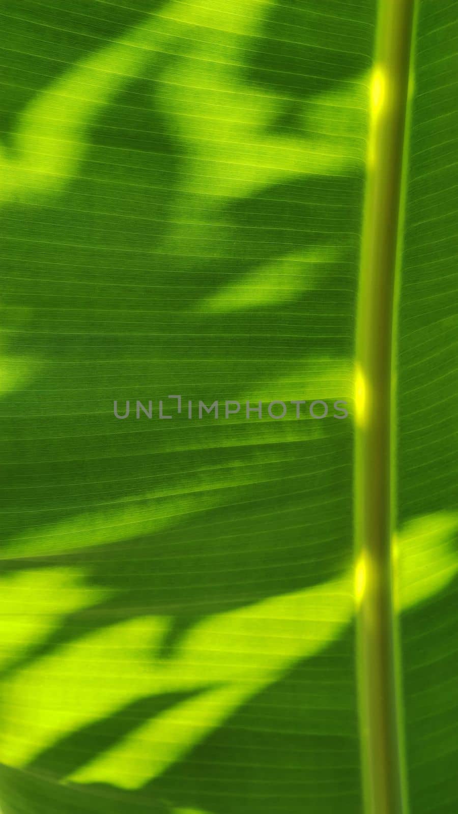 Texture of green banana palm leaf with asymmetrical shadow pattern. Close-up