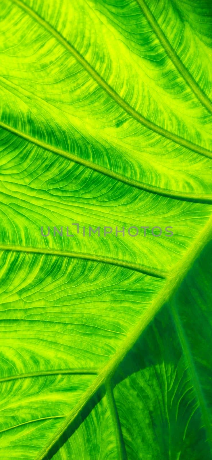 Structure of bright green leaf in background light. Flat exotic texture of plant. Vertical frame by Laguna781