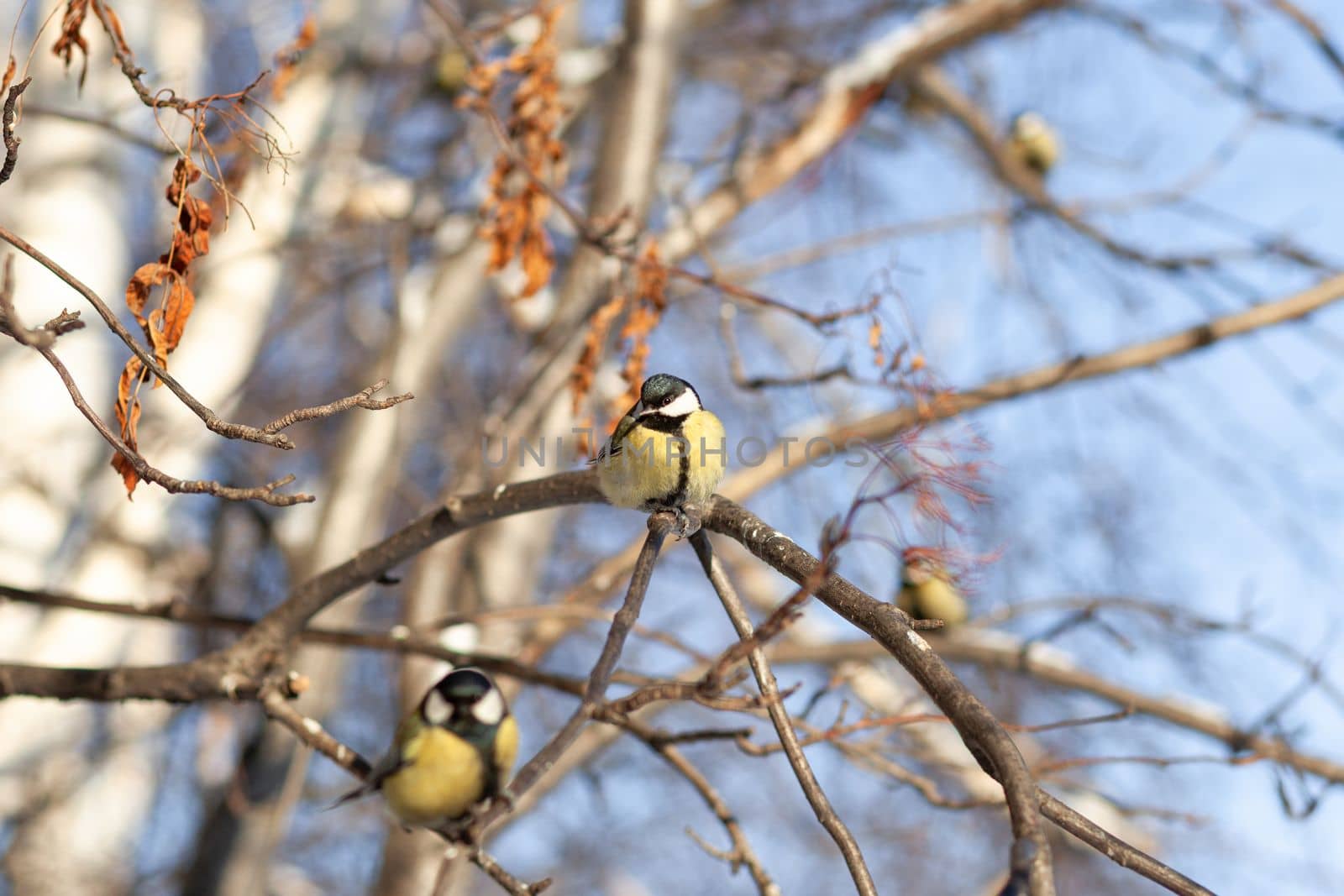 A beautiful little titmouse sits on a branch in winter and flies for food. Other birds are also sitting on the branches. Sparrows and titmice on a branch near the feeder