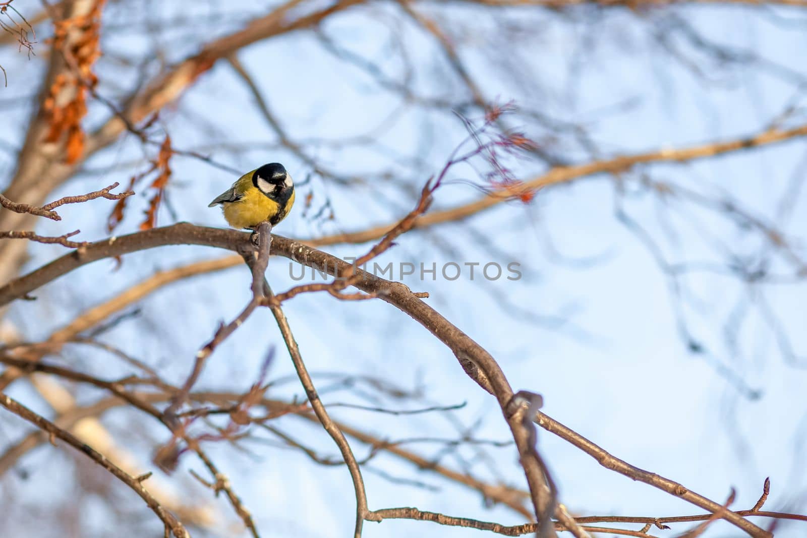 A beautiful little titmouse sits on a branch in winter and flies for food. Other birds are also sitting on the branches. Sparrows and titmice on a branch near the feeder