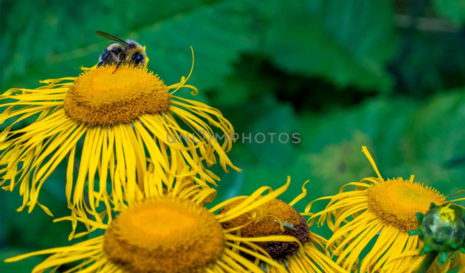 bumblebee collecting nectar from a beautiful flower. High quality photo