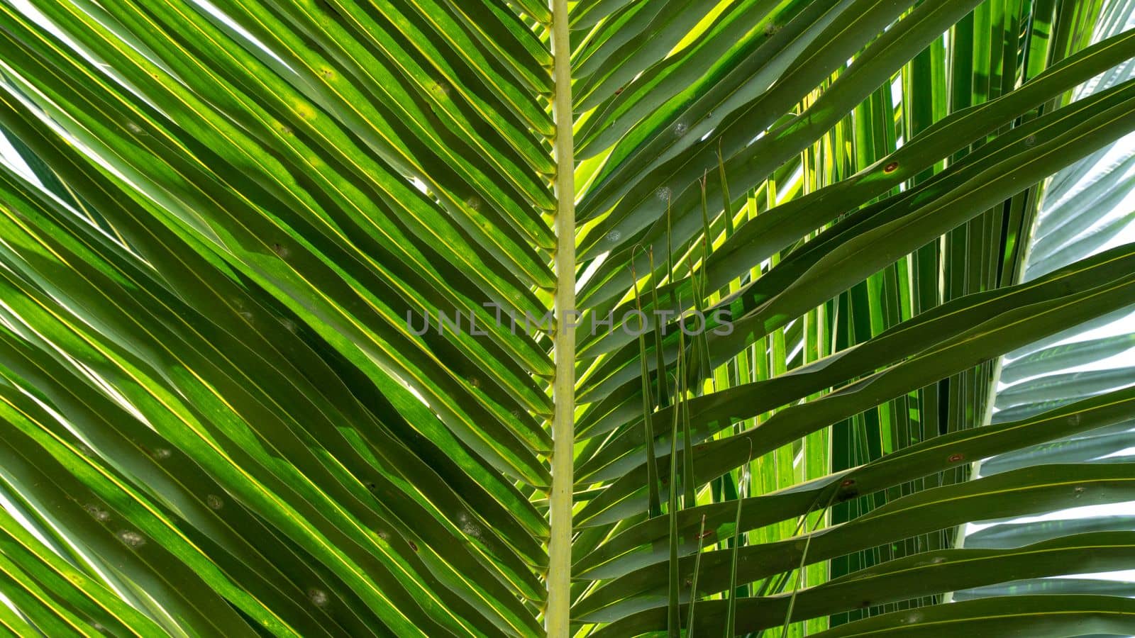 Close-up palm leaf, floral background and texture. High quality photo