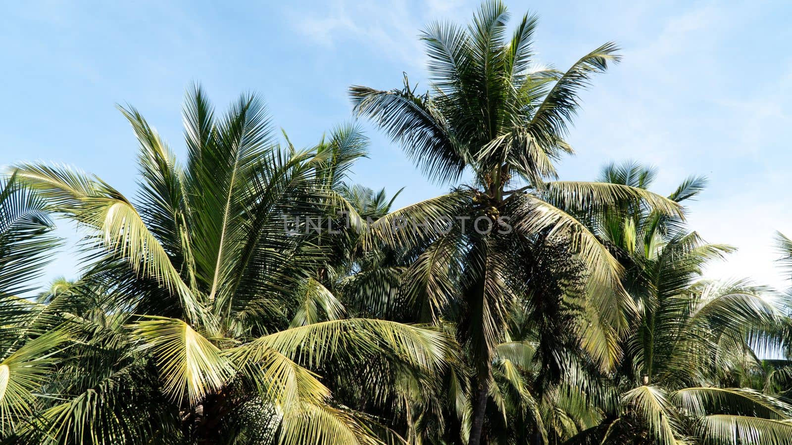 Palm grove against the blue sky, jungle, place for inscription. High quality photo