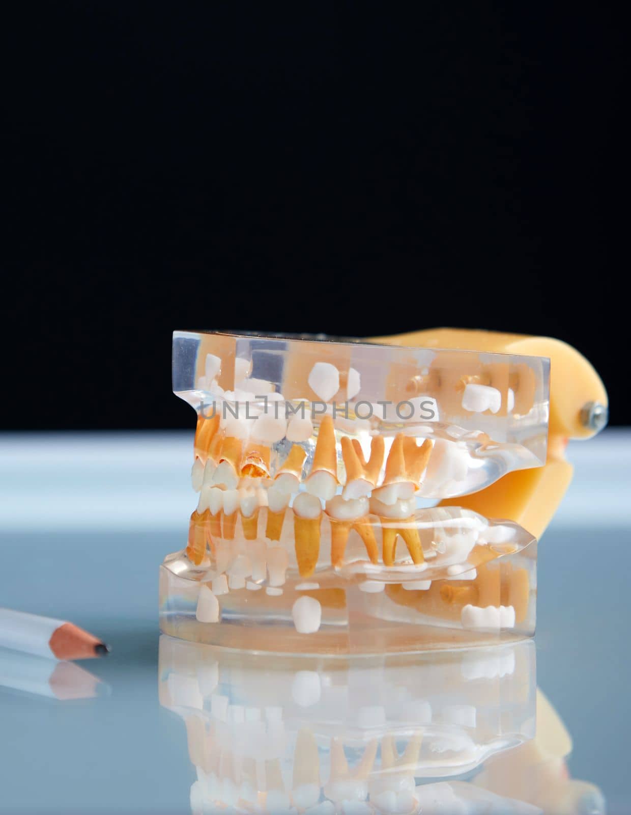 Dental teeth 3d transparent model of a real jaw