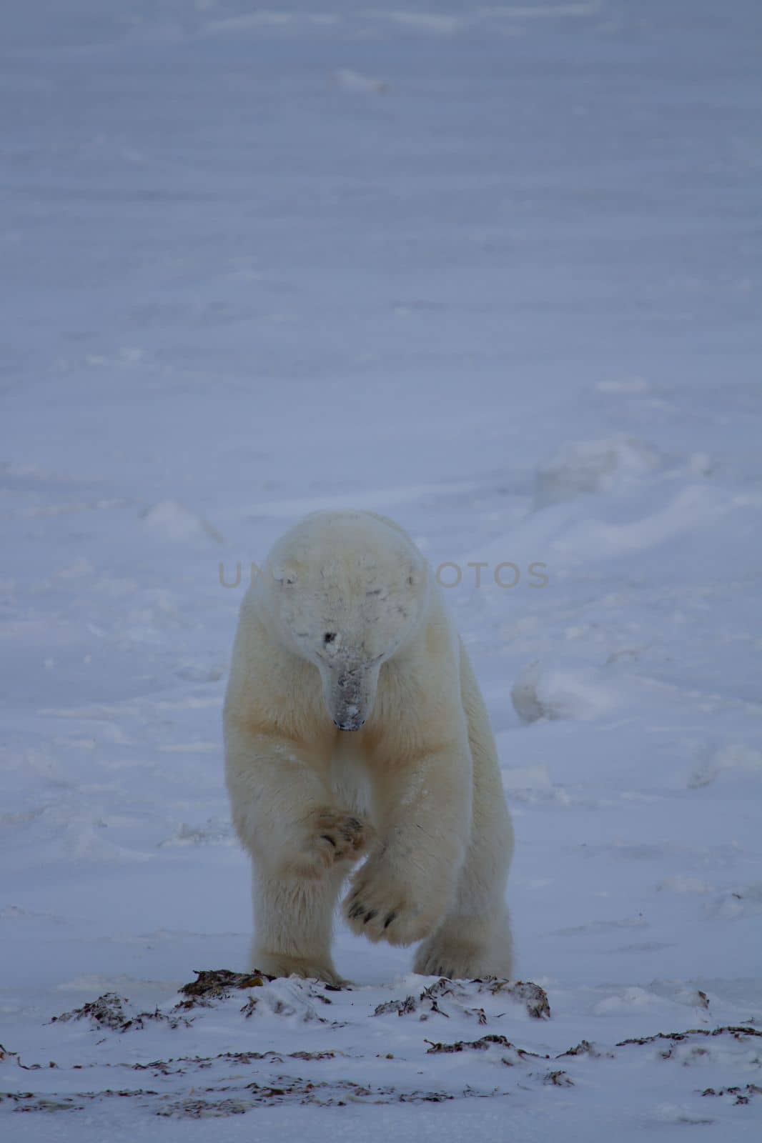 Polar Bear or Ursus Maritimus jumping down and hunting for food, near Churchill, Manitoba, Canada by Granchinho