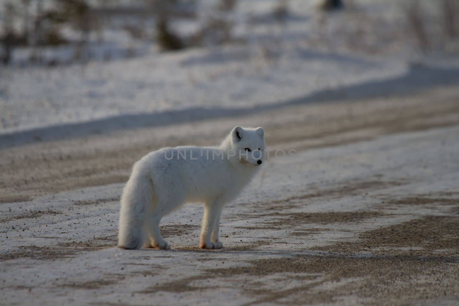 Arctic fox or Vulpes Lagopus standing on the side of a gravel road near Churchill, Manitoba, Canada