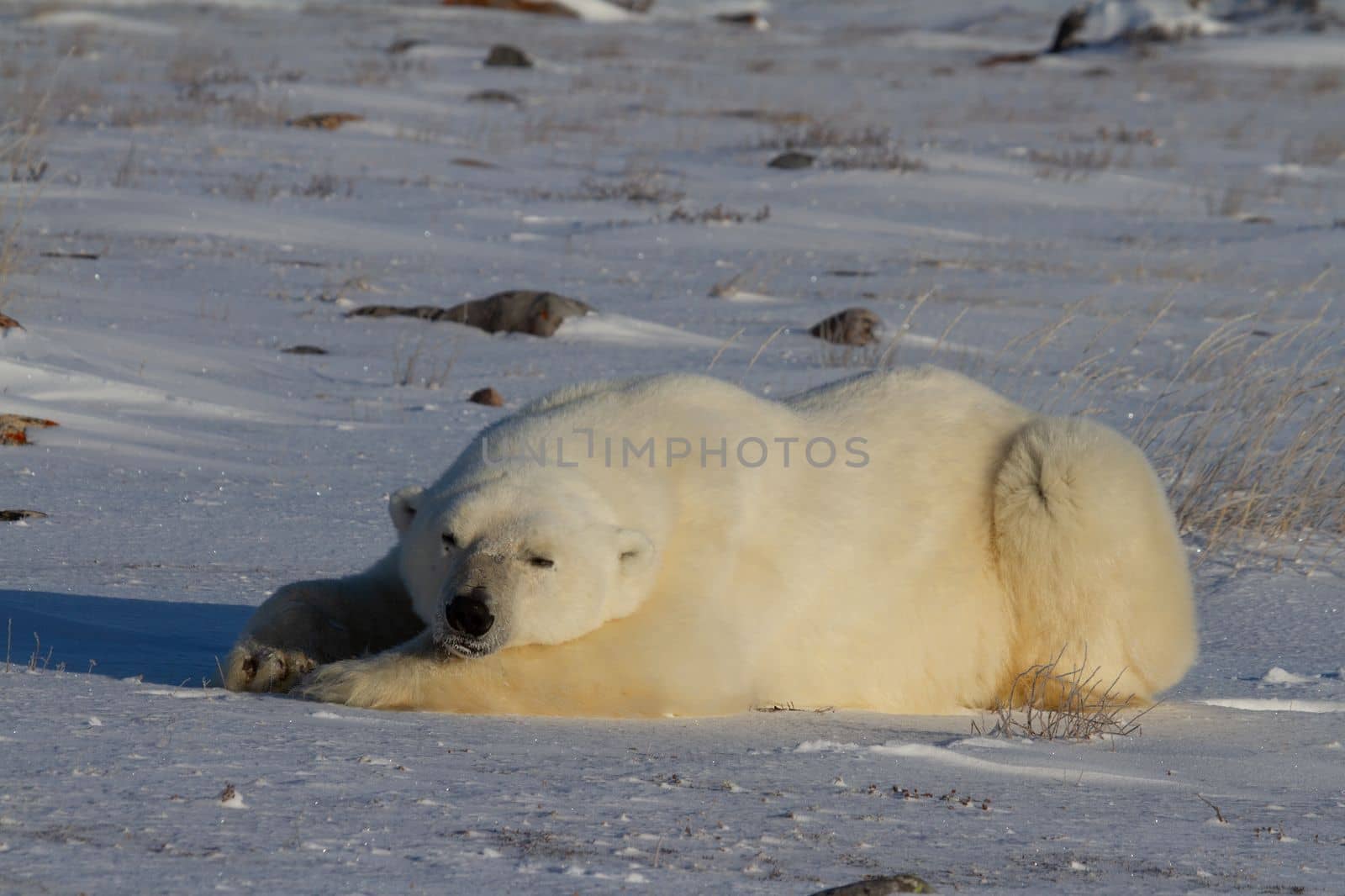 A polar bear or Ursus maritumus lying down with paws stretched and taking a nap, near Churchill, Manitoba Canada