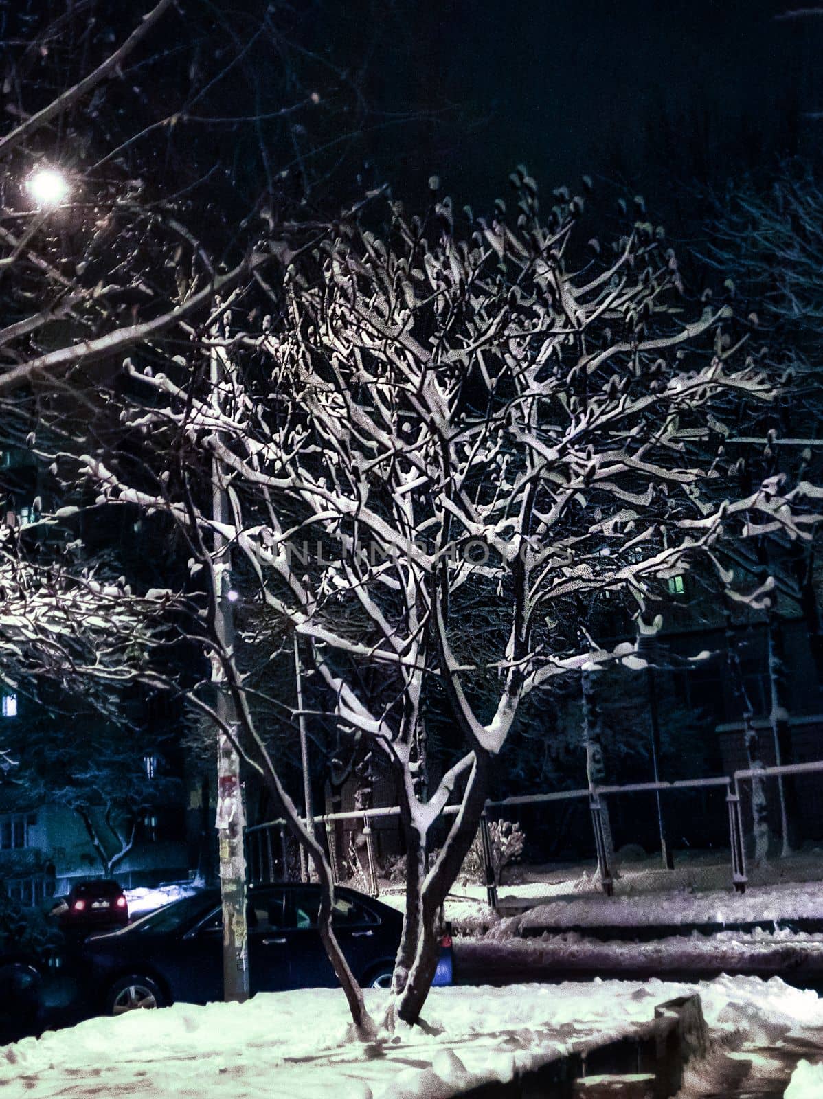 beautiful snow-covered tree in the evening light of a street lamp.