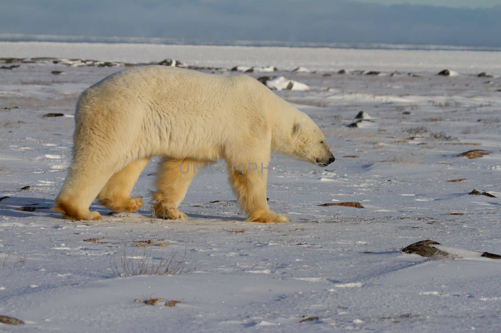 A polar bear, Ursus maritumis, walking on snow among rocks with ice in the background, near Hudson Bay, Churchill, Manitoba, Canada