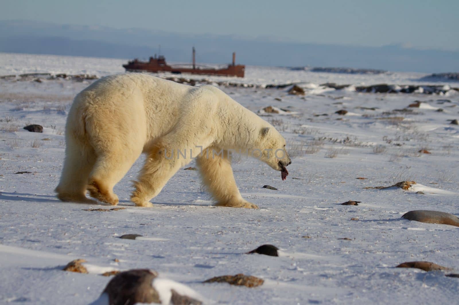 A polar bear, Ursus maritumis, sticking out its tongue while walking on snow among rocks with a shipwreck in the background by Granchinho