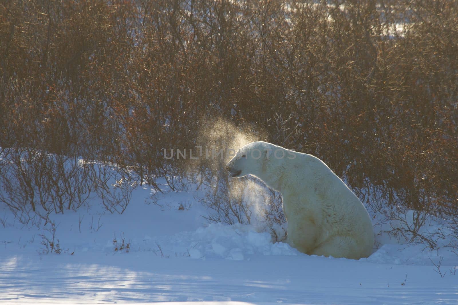 A polar bear or ursus maritumus shaking snow off, with willows in the background, near Churchill, Manitoba Canada