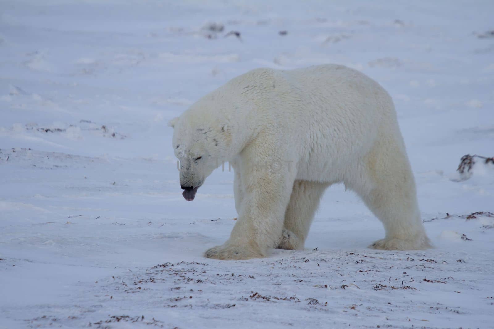 A polar bear, Ursus maritumis, sticking out its tongue while walking on snow among rocks, near Hudson Bay, Churchill, Manitoba, Canada