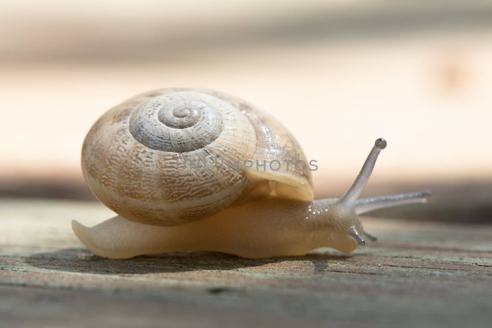 A brown garden snail on a wooden background by senkaya