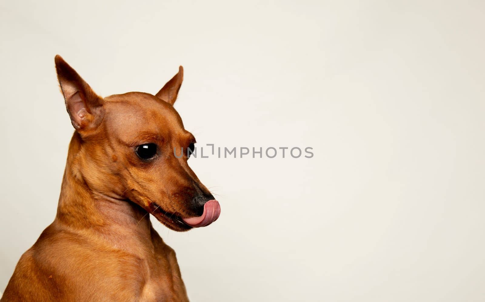 A dog with its tongues hanging out. Portrait of a small dog on a light background.