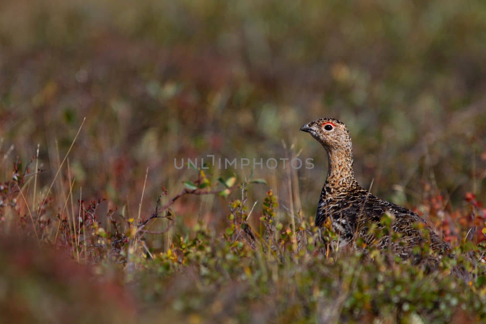 A willow ptarmigan in summer searching for food among tundra willows in the Canadian arctic by Granchinho