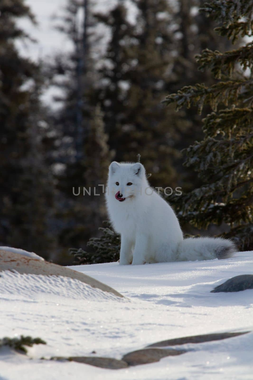 Arctic fox or Vulpes Lagopus looking around and getting ready for the next hunt while sitting on snow by Granchinho