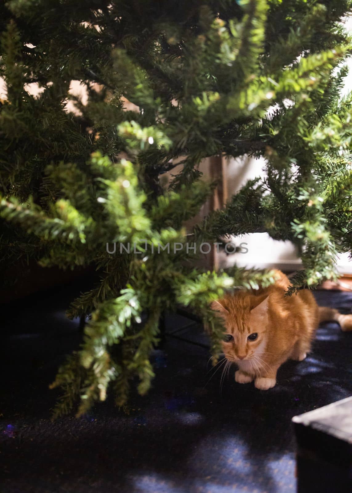 red fluffy cat sits under a christmas tree