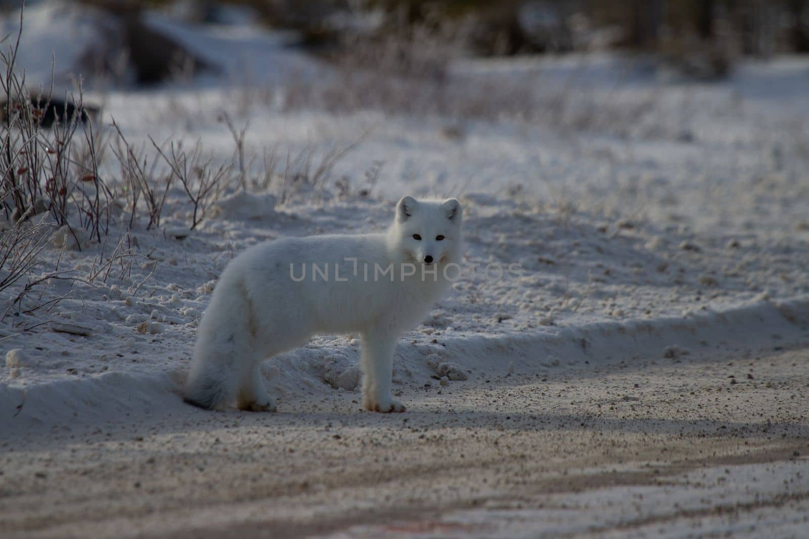 Arctic fox or Vulpes Lagopus standing on the side of a gravel road near Churchill, Manitoba by Granchinho