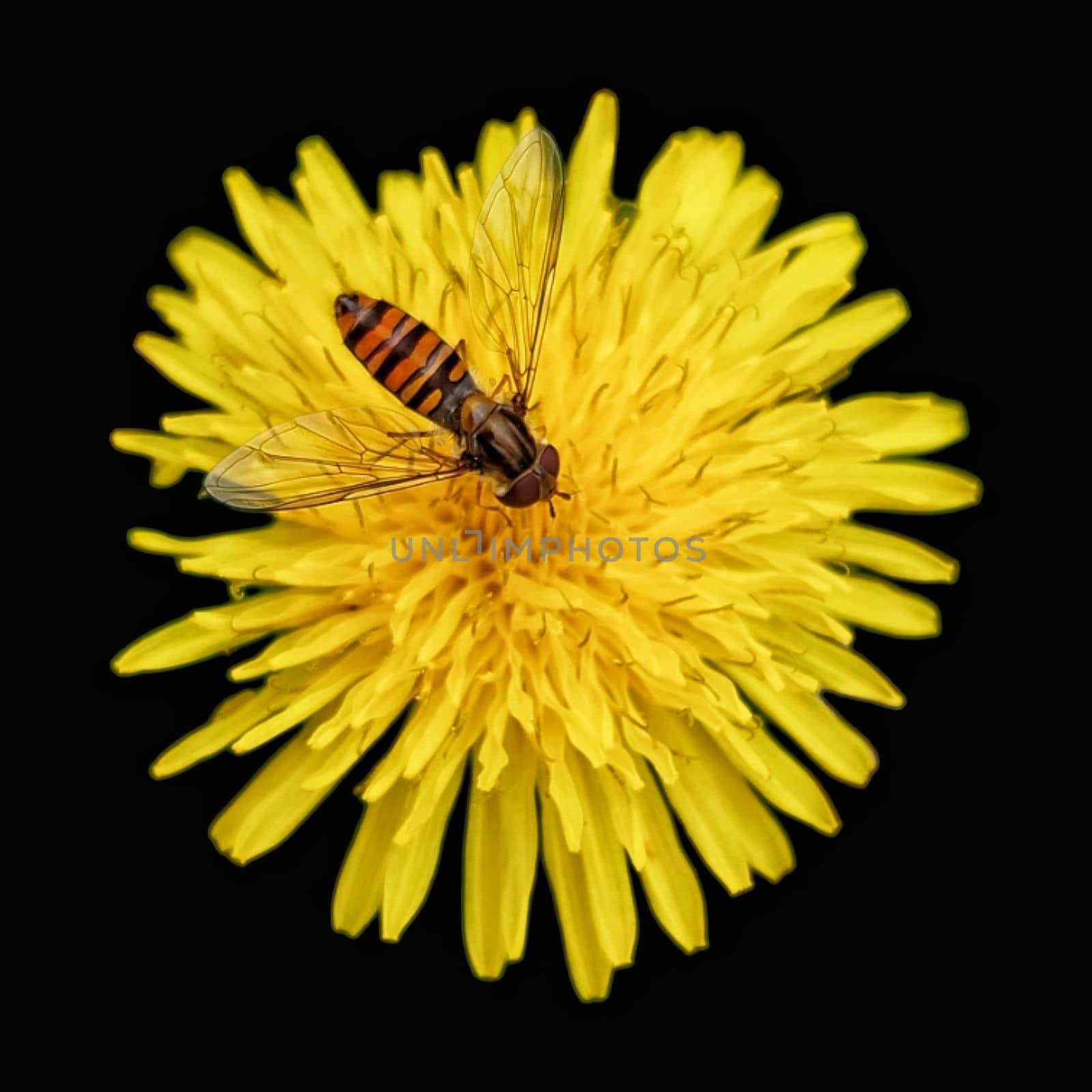 dandelion and bee isolated on black background. High quality photo