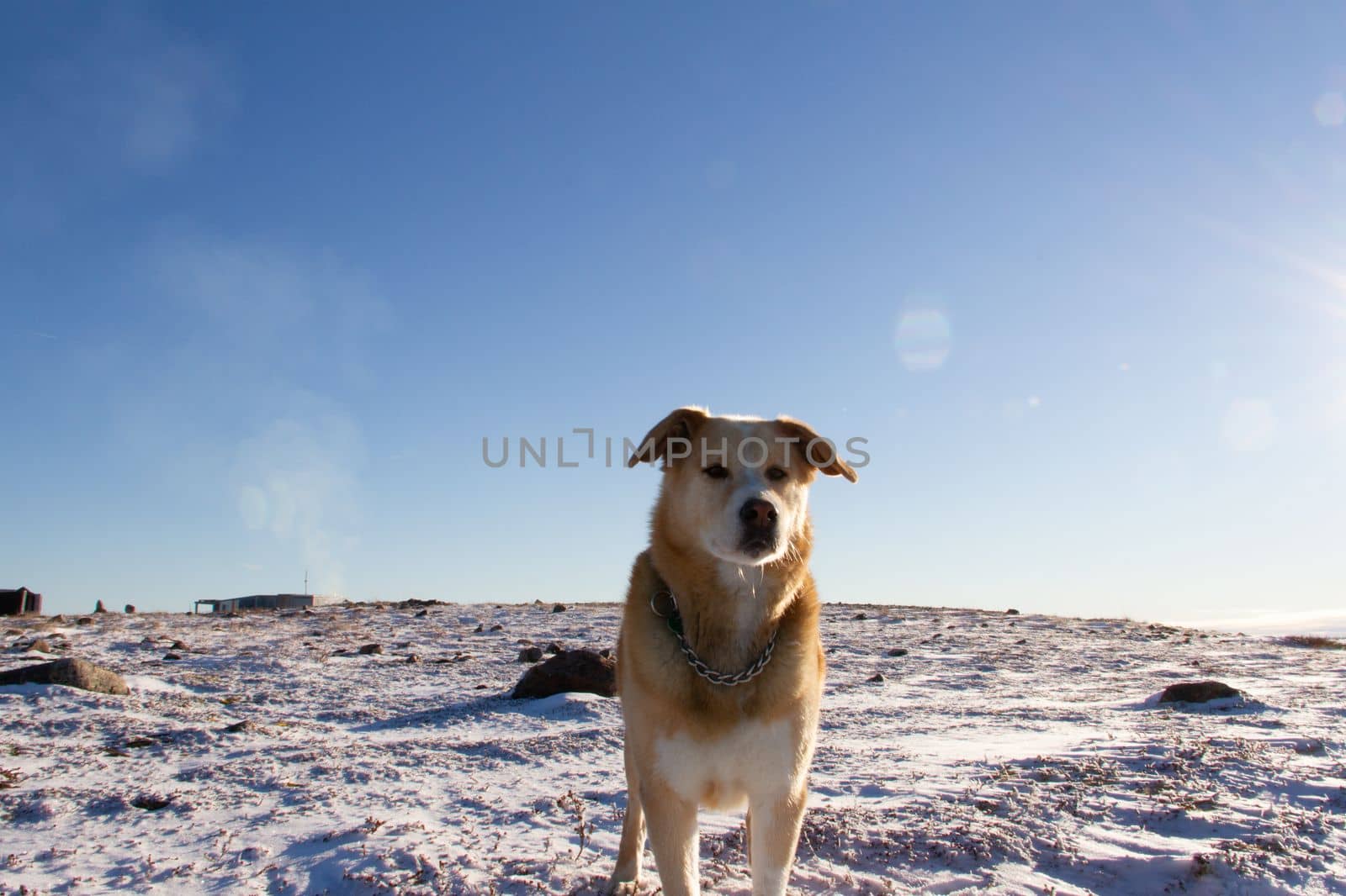 A yellow Labrador dog standing on snow in a cold arctic landscape by Granchinho