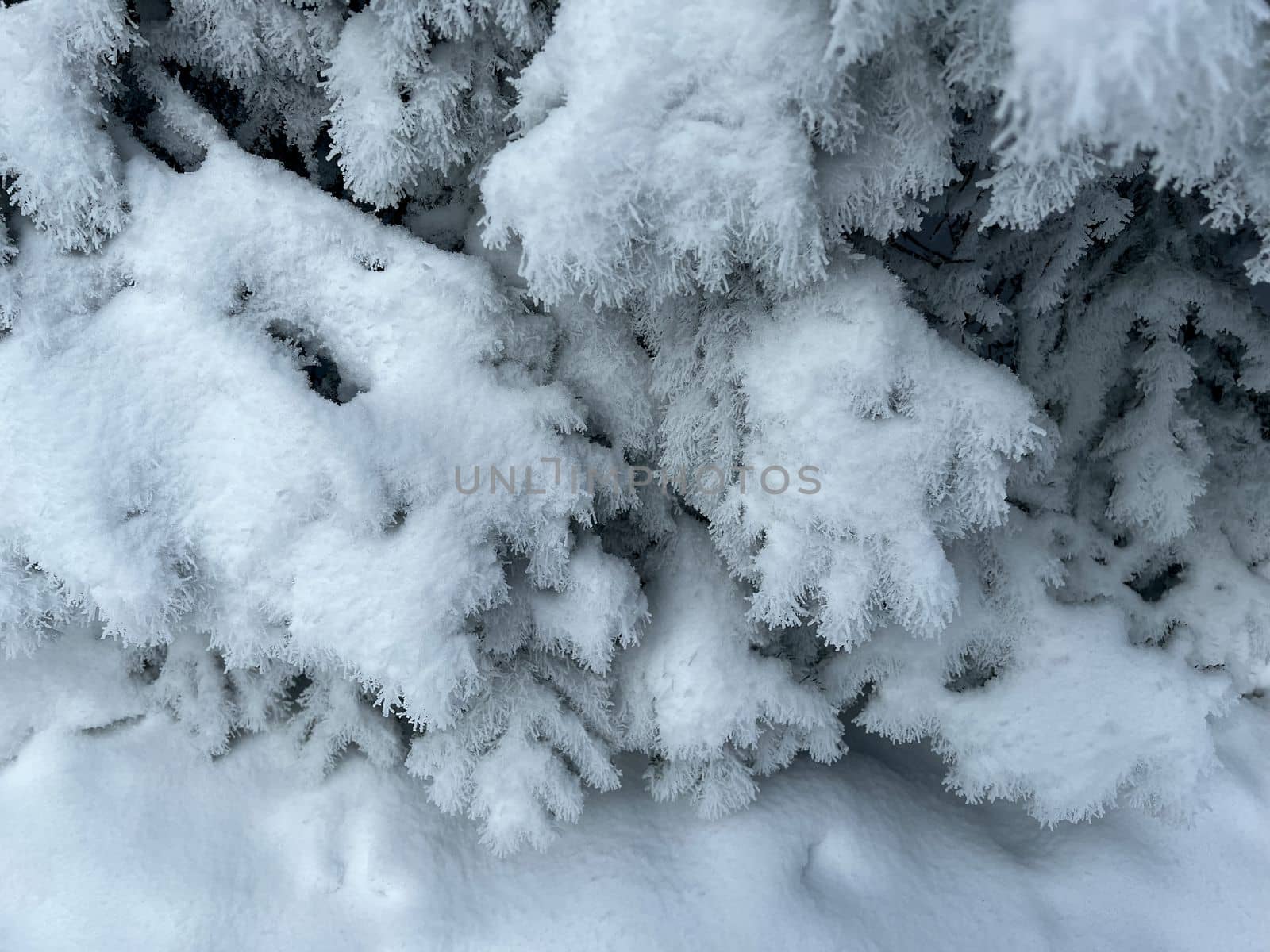 fir tree branches covered with snow mobile photo. High quality photo