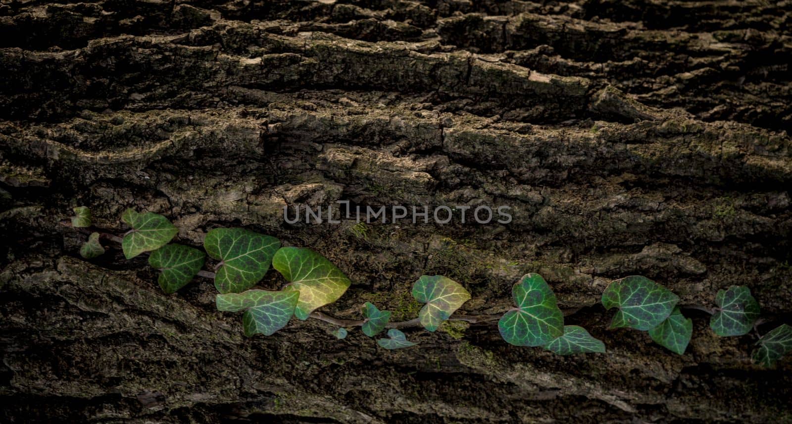 Green leaves of ivy on a wood trunk.