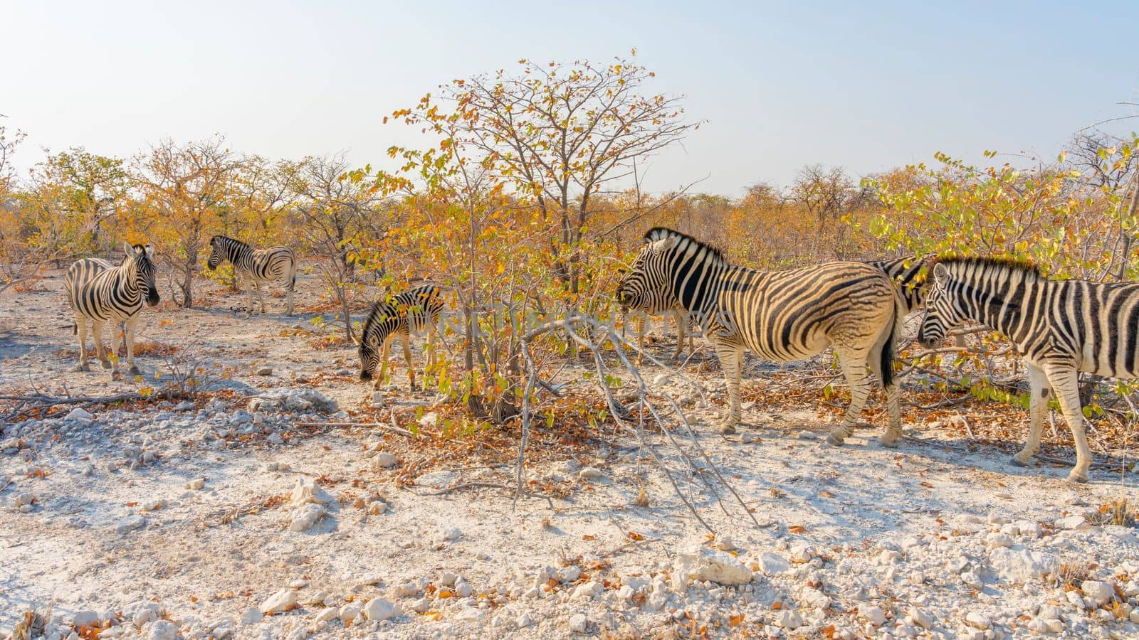 Zebras in the Etosha National Park, Namibia. by maramade