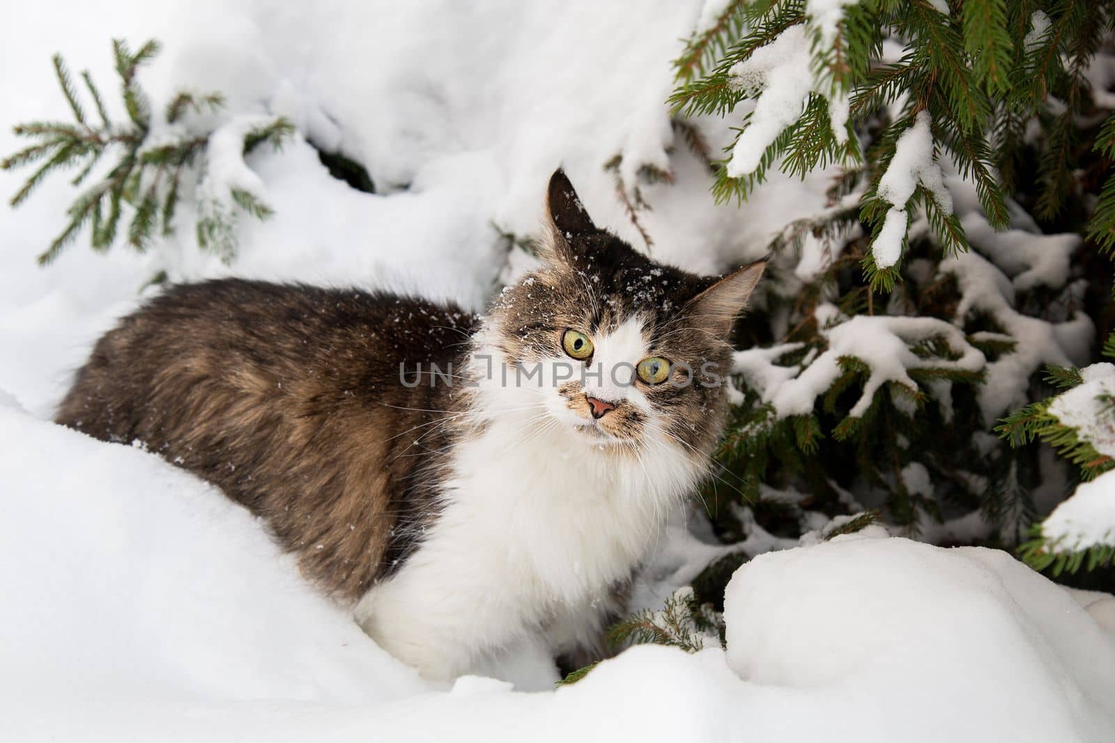 A cat in winter in the snow under a fir tree. A cat in the winter forest. The pet is a beautiful cat outside in winter.