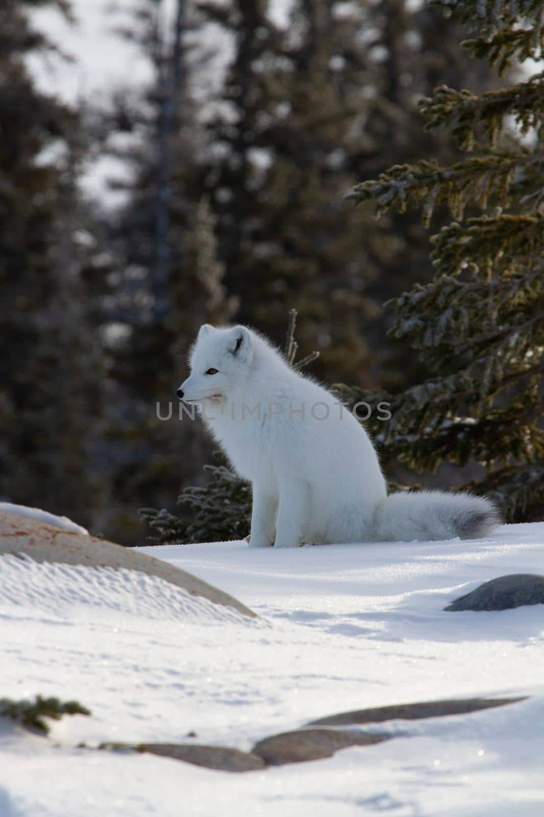 Arctic fox or Vulpes Lagopus ready for the next hunt while sitting on snow by Granchinho