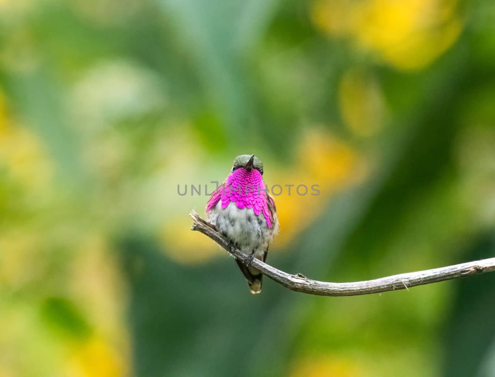 Wine throated hummingbird perched on a tree in Guatemala