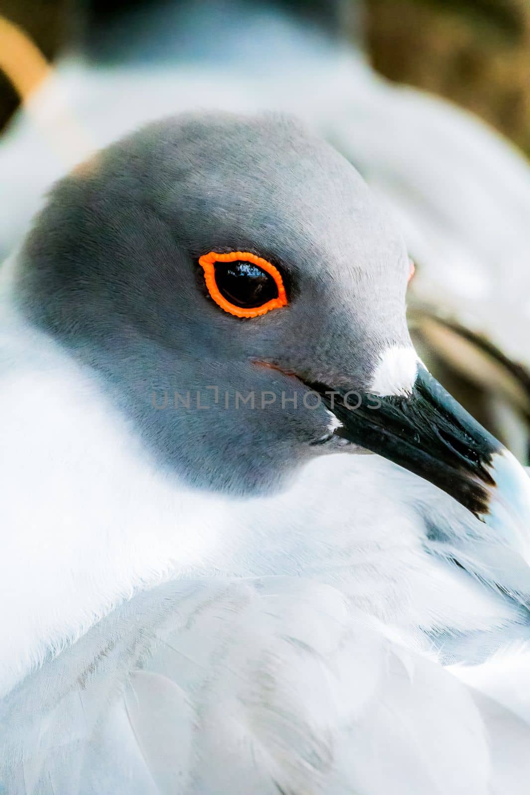 Swallow tailed gull showing off its eye makeup in Galapagos