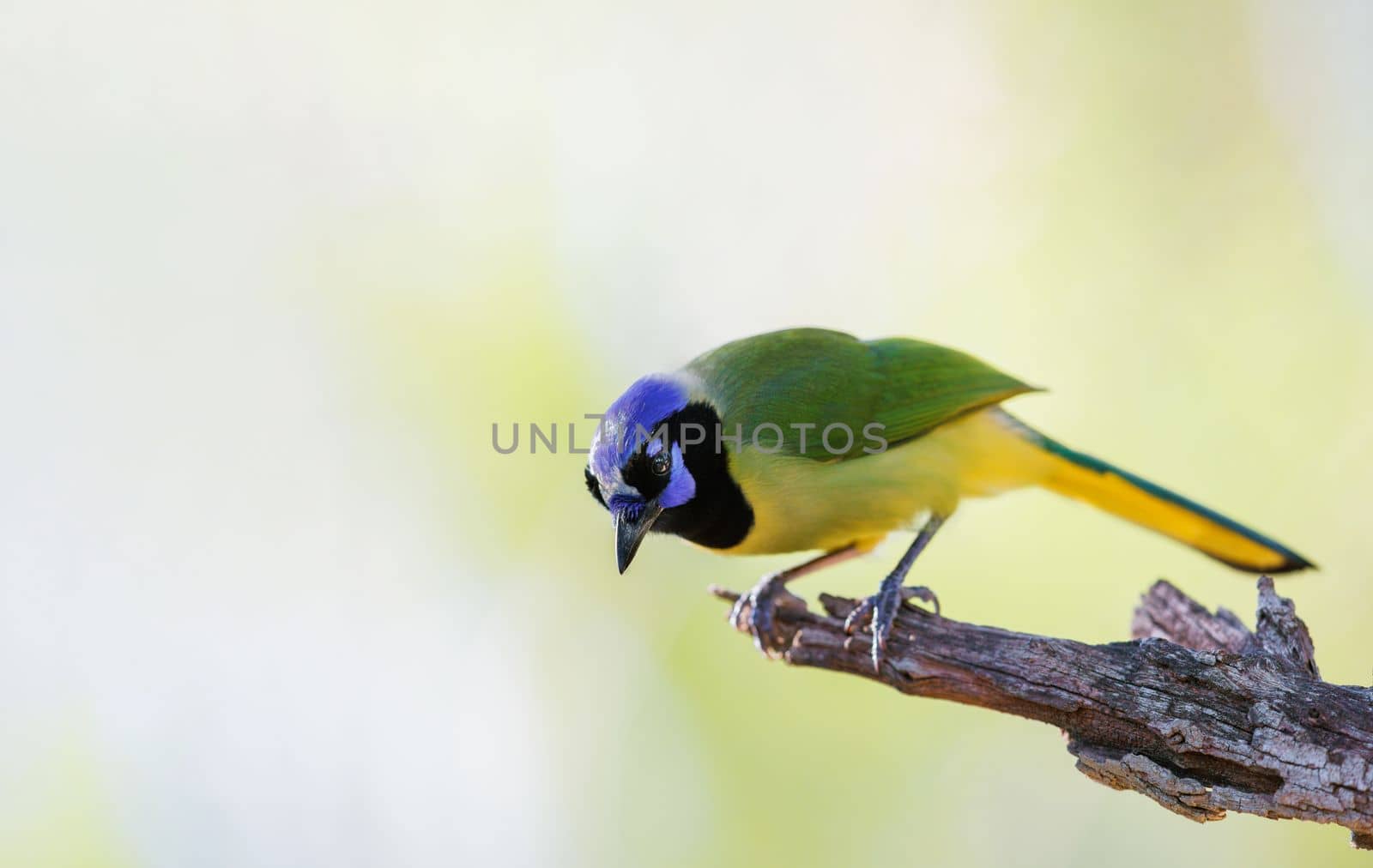 Green Jay perched on a tree in southern Texas