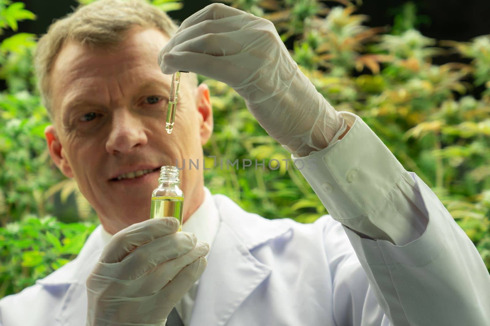 Scientist inspecting CBD oil from a glass bottle while holding a dropper lid full of CBD oil with gratifying cannabis plants growing within an indoor farm in the background.