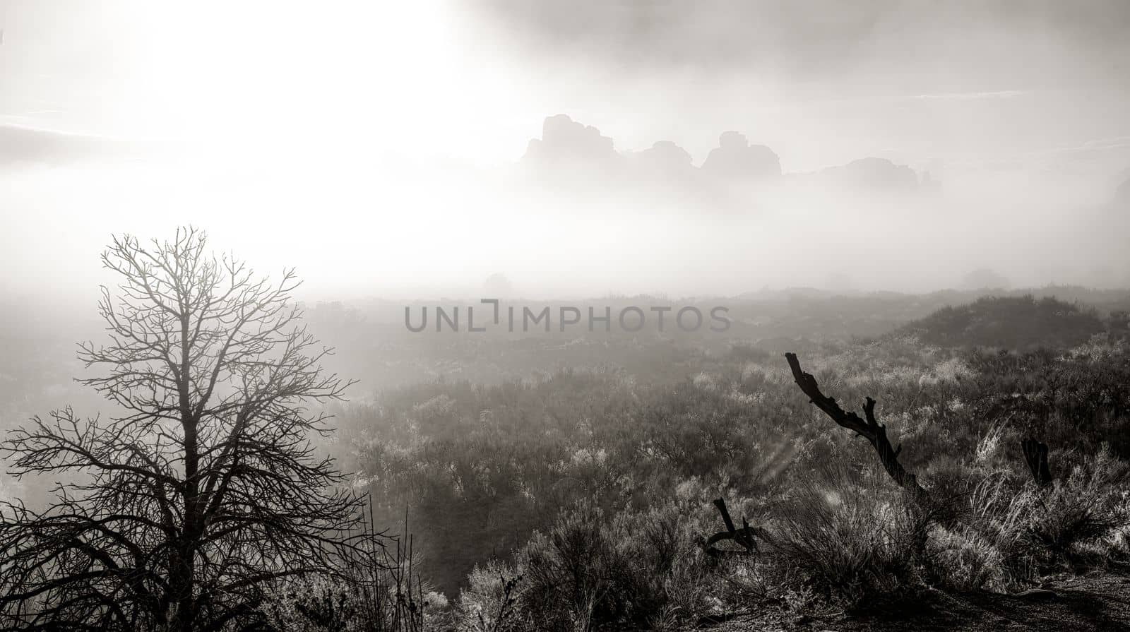 Black and White Misty Morning in Arches by lisaldw