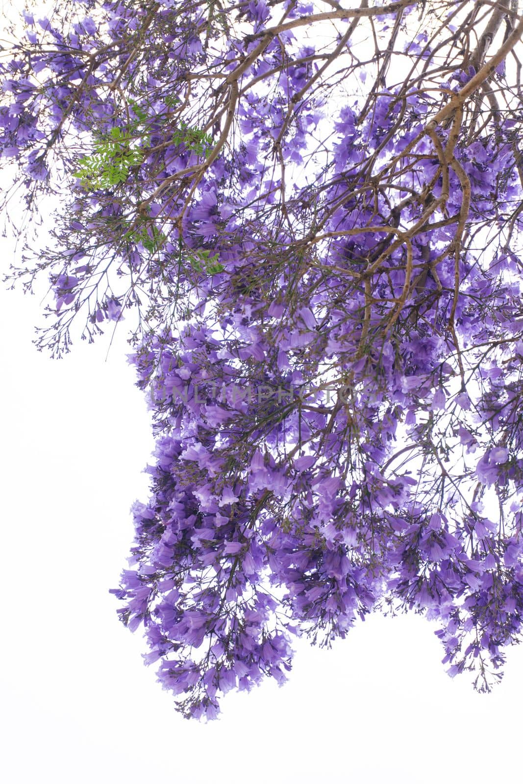 Jacaranda tree branches with large purple flowers background