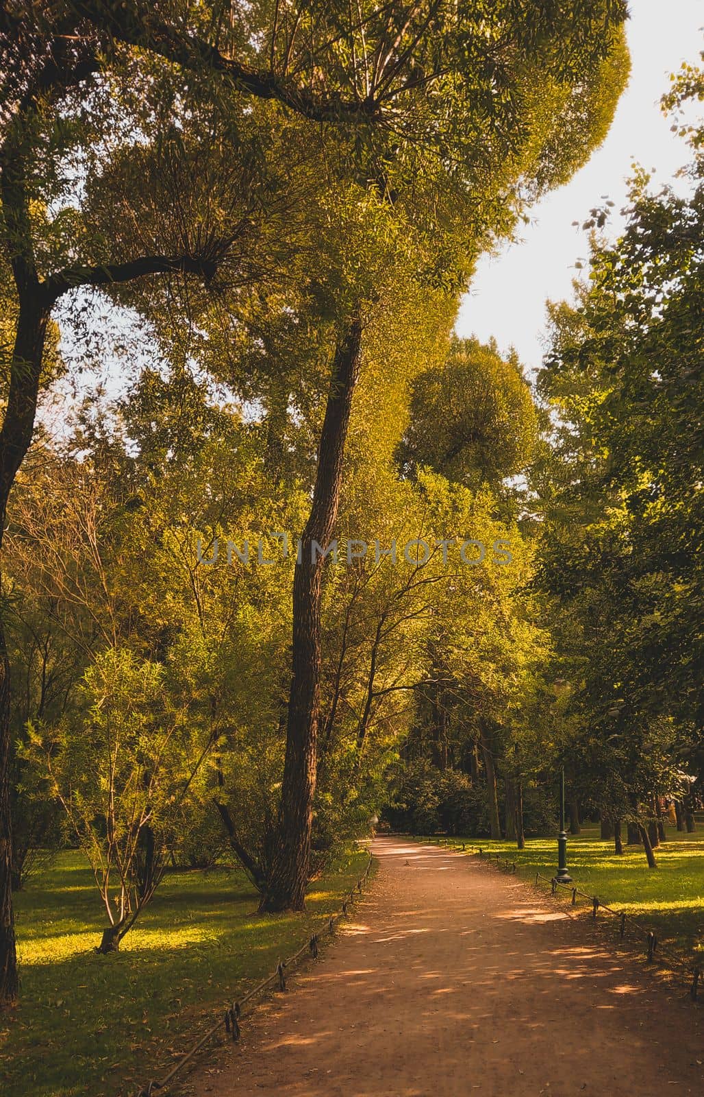 Trees and park path at the public park. Green city park with trees. High quality photo