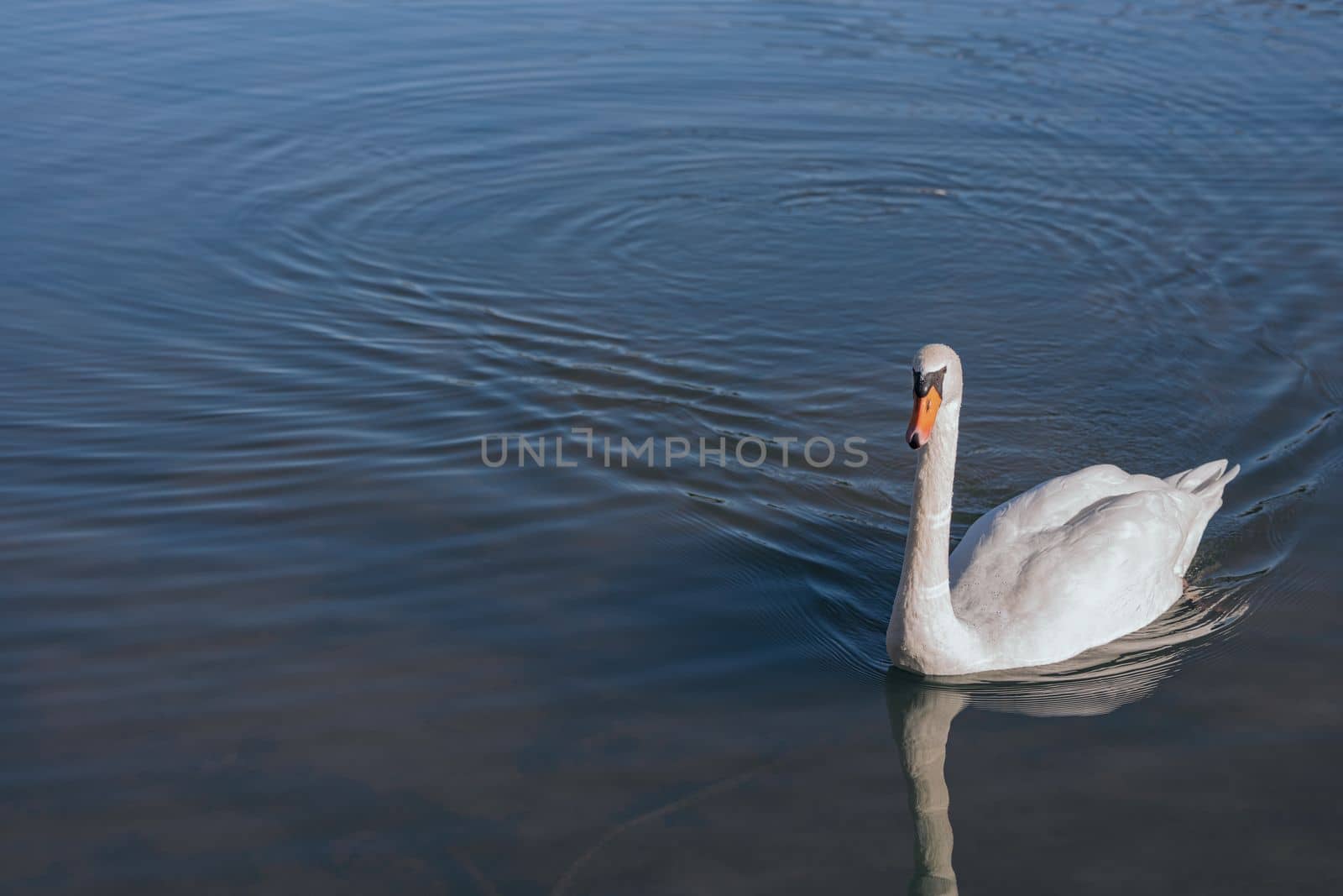 Beautiful white swam swimming in the pond. Portrait of a beautiful swan
