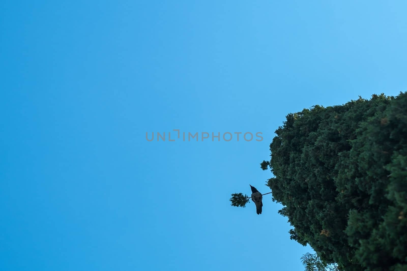 Black Crow sitting on a tree on blue sky background by koldunov