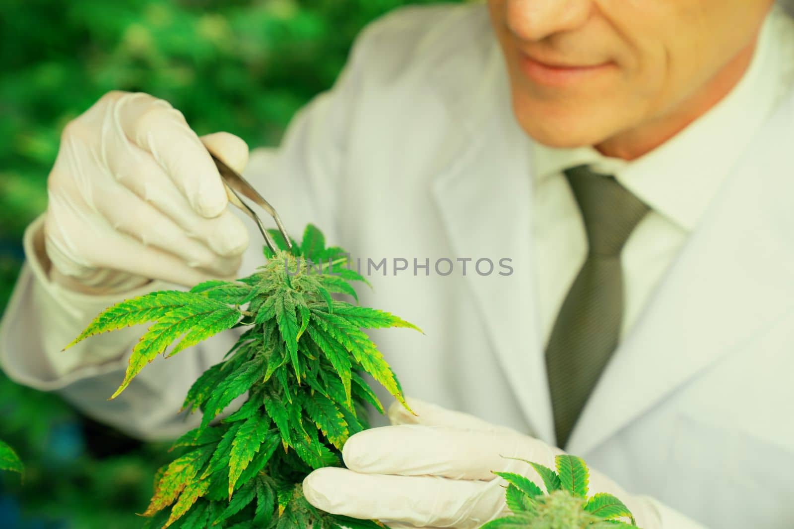 Gratifying male scientist using tweezers remove bud from cannabis hemp plant in grow facility. Cannabis hemp farm indoor for high quality medicinal cannabis product for medical usage and health care.