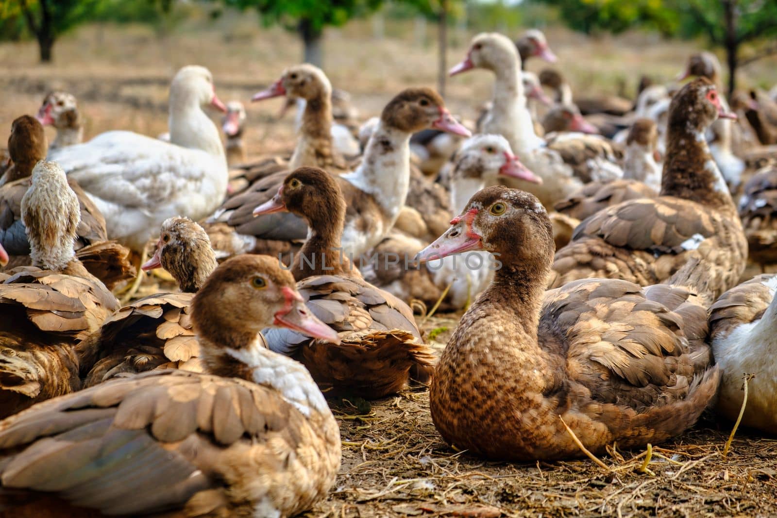 Group of ducks in the farm. Close up ducks, see the details and expressions of ducks by igor010