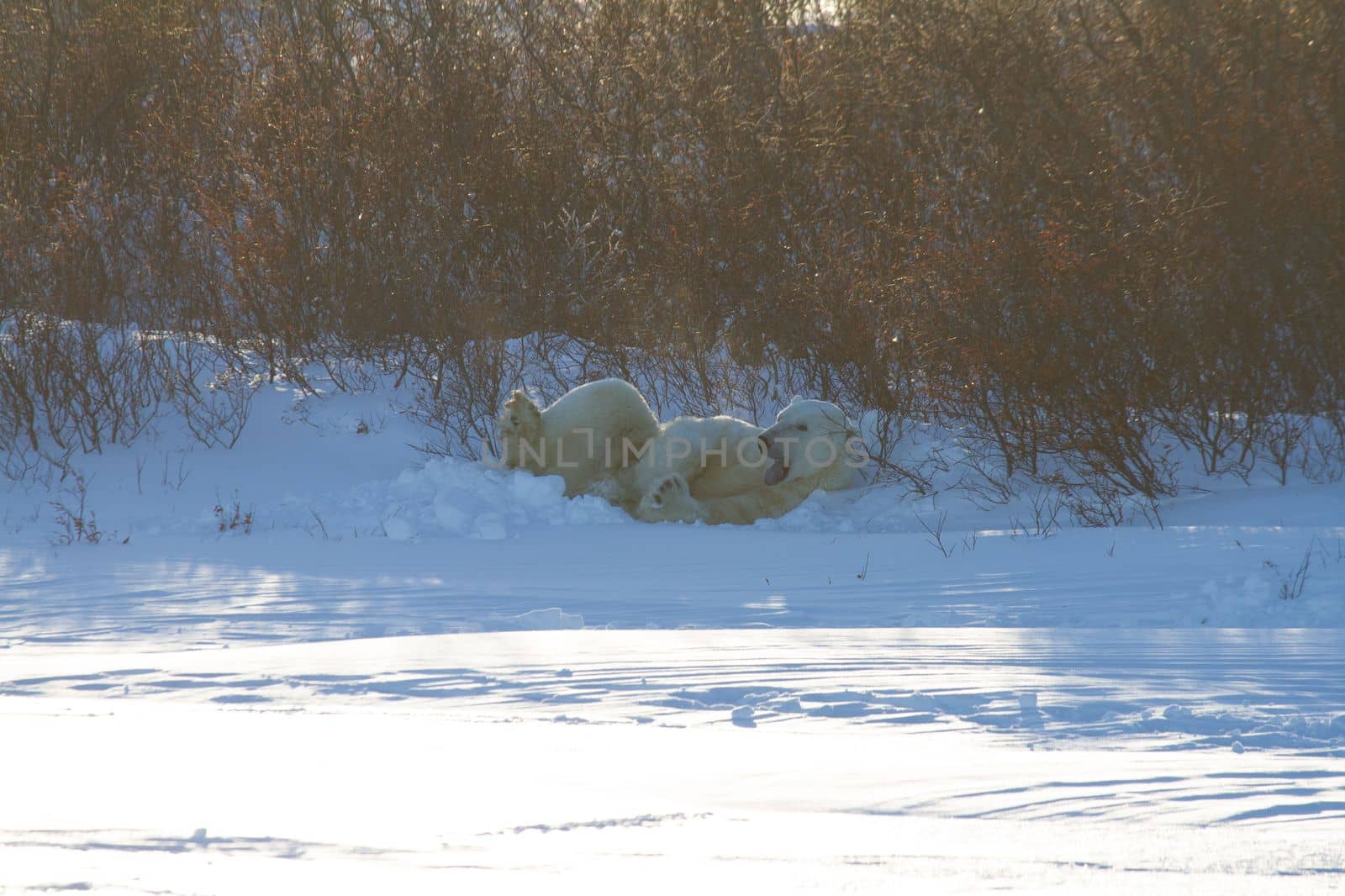 A polar bear waking up and yawning after sleeping in snow among willows by Granchinho