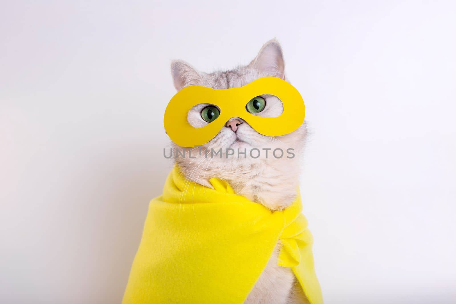 Close up of funny white cat in a yellow superhero costume: yellow mask and cape, sitting on a white background, looking at camera. Copy space