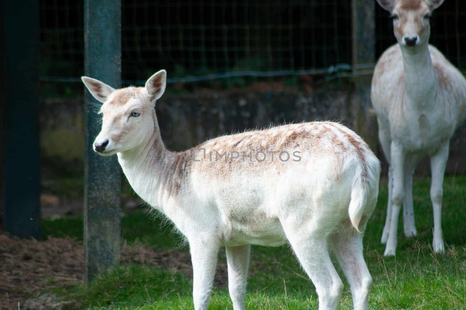 beautiful little beige deer in the zoo, small cattle farm by KaterinaDalemans