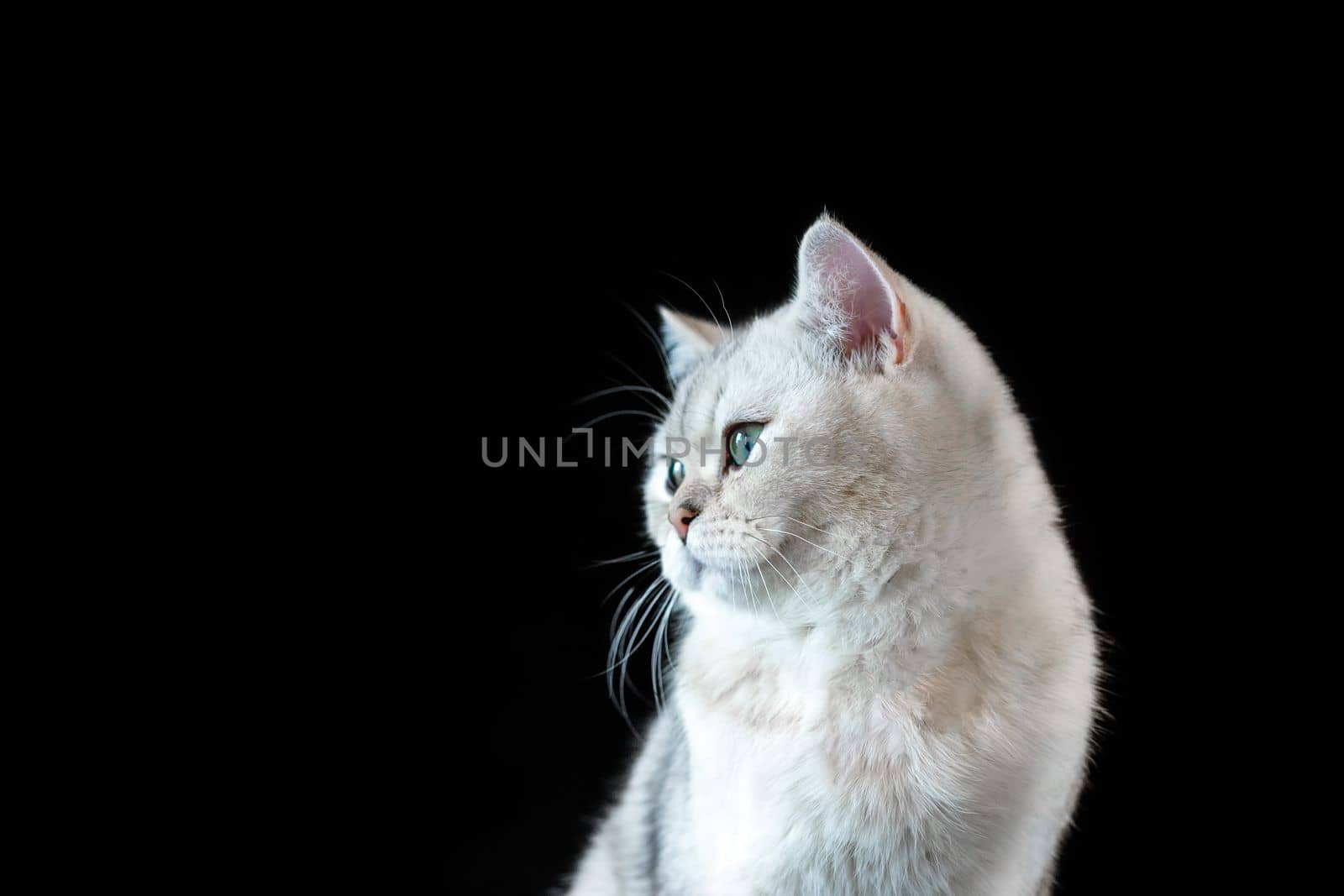 Portrait of a white British cat, chinchilla color, with adorable gray eyes on an isolated black background, front view