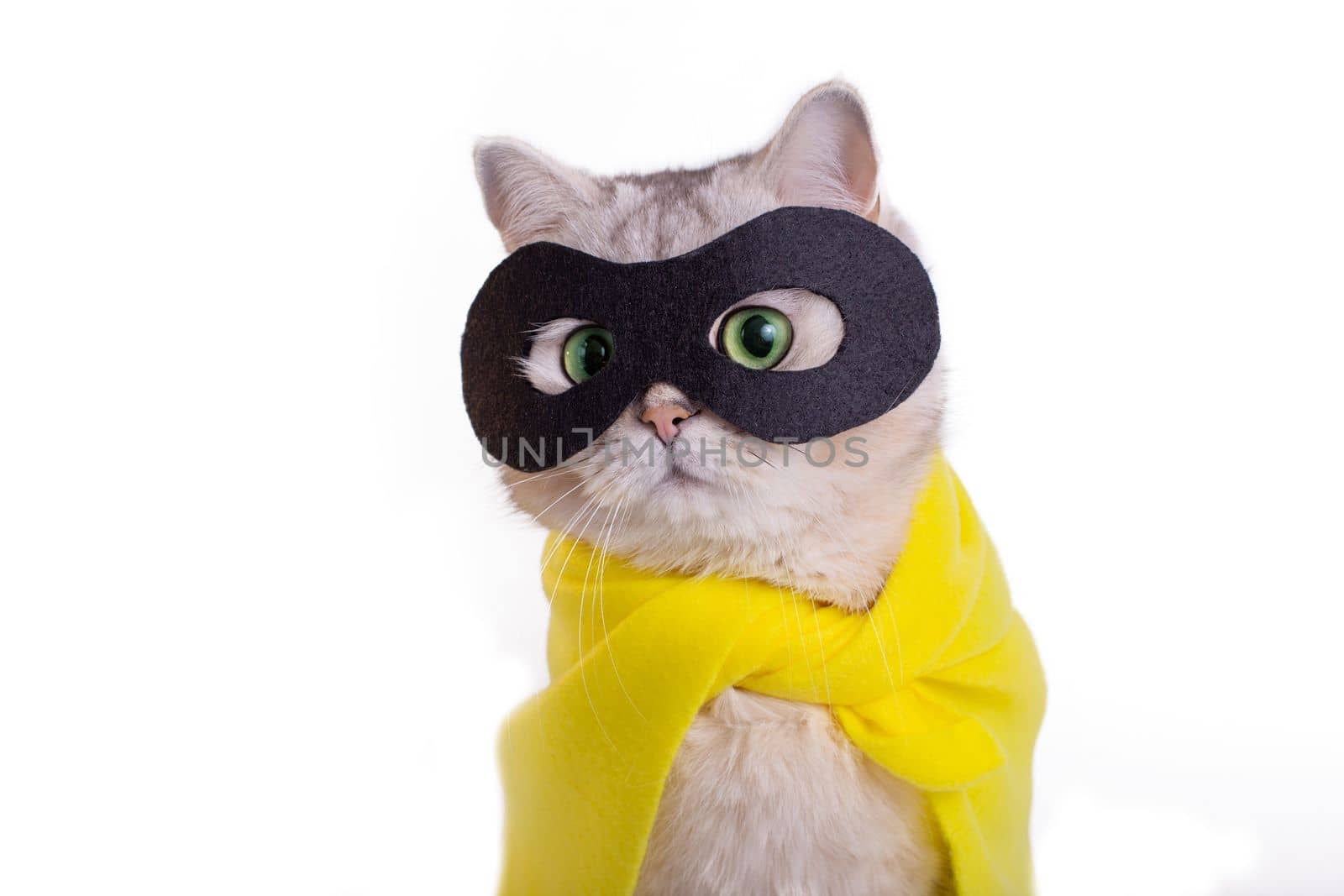 Funny white cat in a black mask and yellow cape look away , on isolated white background. Close up. Copy space