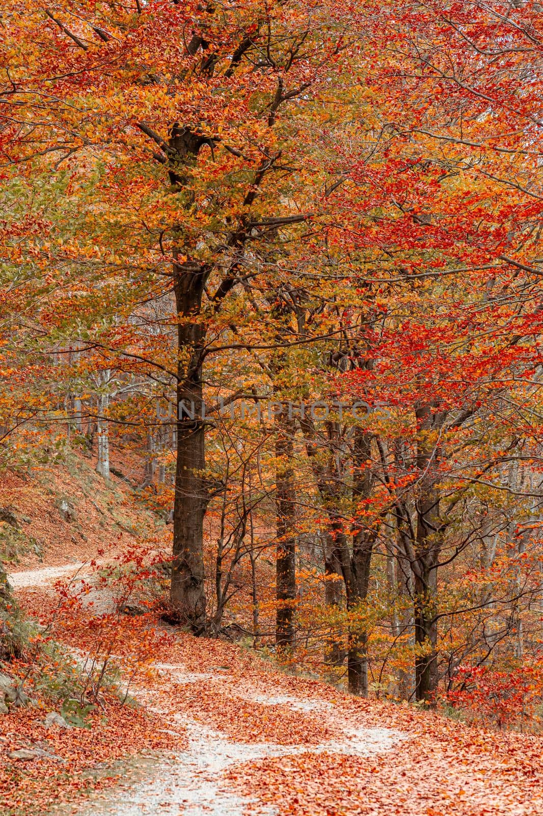 Red forest in autumn at Colle del Melogno in Liguria, Italy. Foliage.