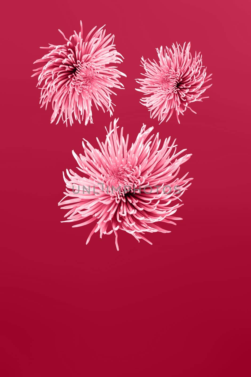 Viva magenta, new trendy color of 2023 year. Beautiful flower aster. by Ri6ka