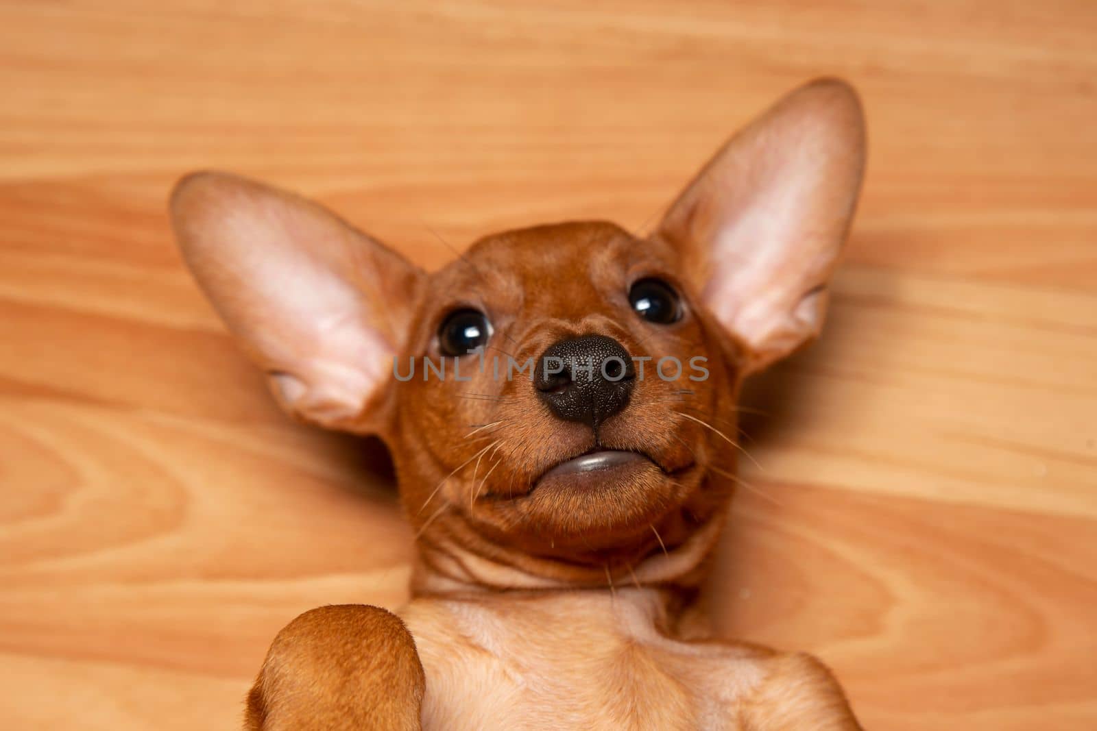 The puppy is lying on the floor portrait. Cute puppy with a copy space.