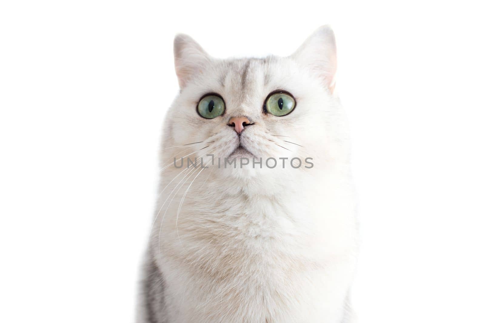 Adorable white British cat with green eyes, on a white background, looks up. Copy space