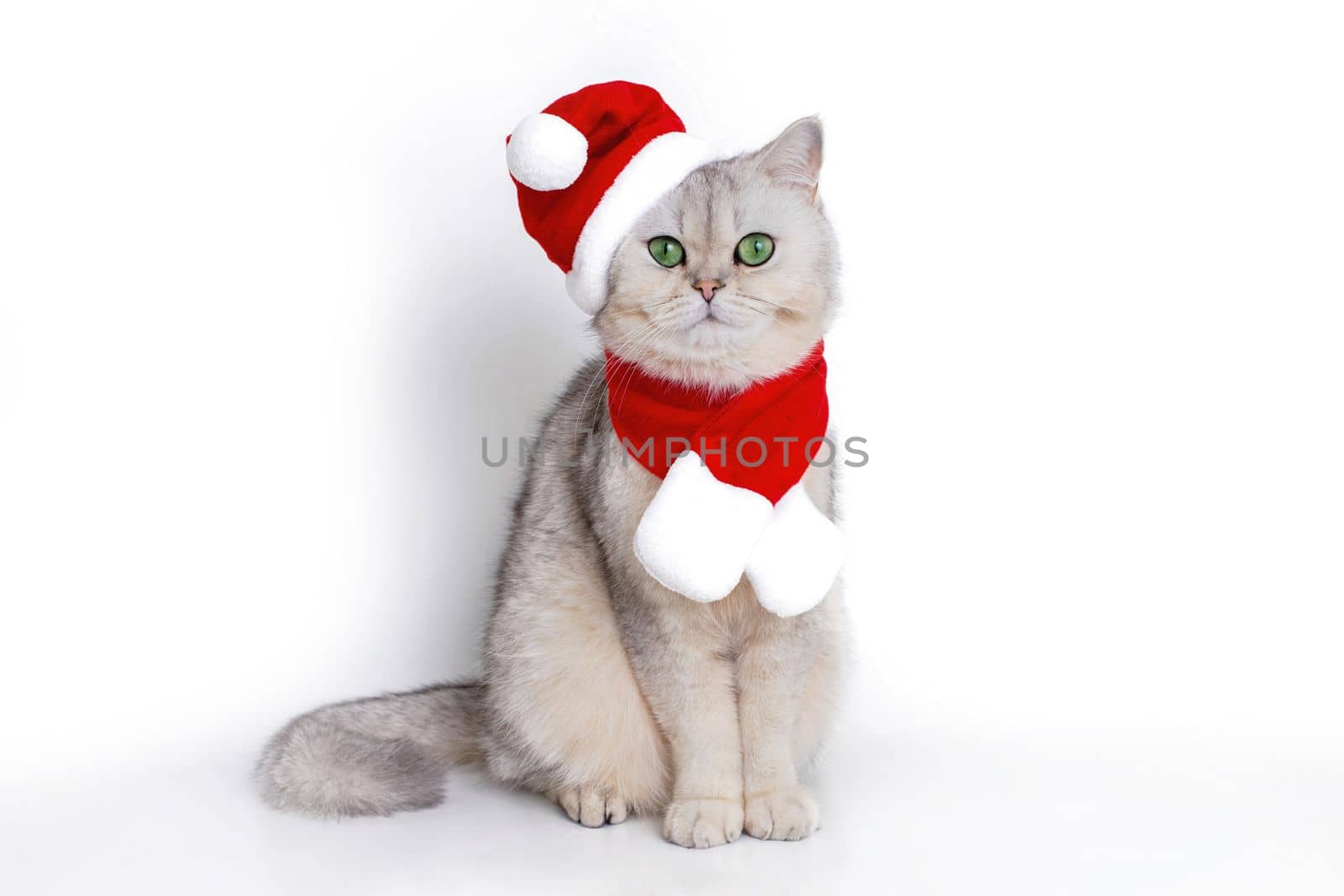 a cute white cat, sits in the red cap of Santa Claus and red scarf isolated on white background. Close up. Copy space
